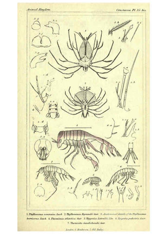 Reproducción/Reproduction 5987933868: The animal kingdom, arranged according to its organization London :G. Henderson,1834