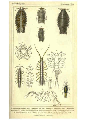 Reproducción/Reproduction 5987372521: The animal kingdom, arranged according to its organization London :G. Henderson,1834