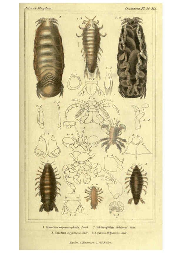 Reproducción/Reproduction 5987934960: The animal kingdom, arranged according to its organization London :G. Henderson,1834