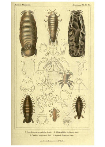 Reproducción/Reproduction 5987934960: The animal kingdom, arranged according to its organization London :G. Henderson,1834