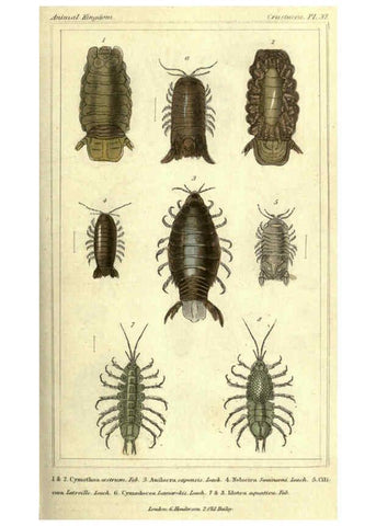Reproducción/Reproduction 5987373411: The animal kingdom, arranged according to its organization London :G. Henderson,1834
