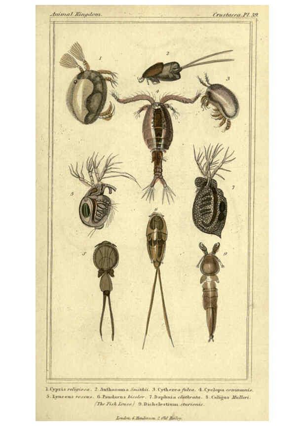 Reproducción/Reproduction 5987936106: The animal kingdom, arranged according to its organization London :G. Henderson,1834