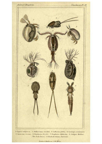 Reproducción/Reproduction 5987936106: The animal kingdom, arranged according to its organization London :G. Henderson,1834