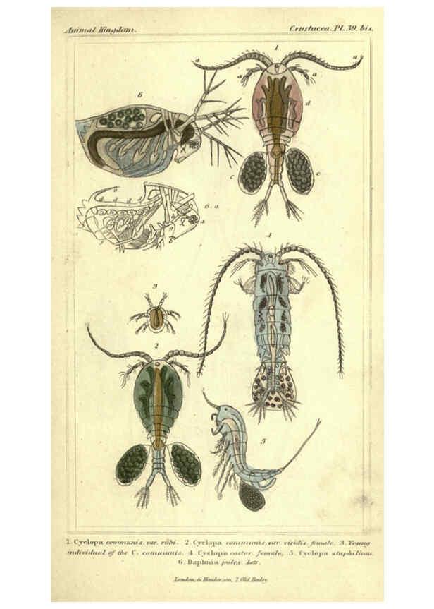 Reproducción/Reproduction 5987374619: The animal kingdom, arranged according to its organization London :G. Henderson,1834