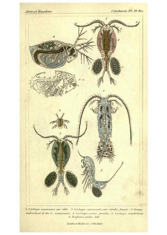 Reproducción/Reproduction 5987374619: The animal kingdom, arranged according to its organization London :G. Henderson,1834