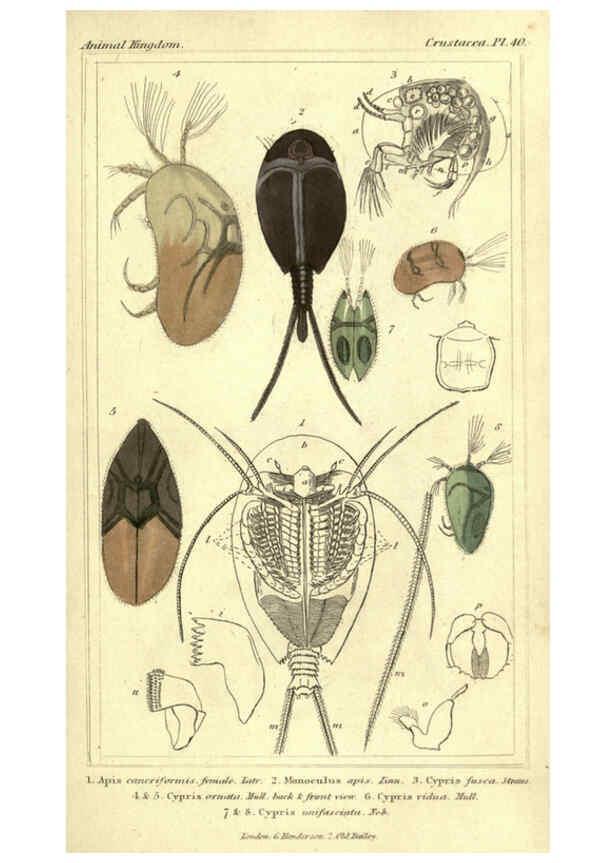 Reproducción/Reproduction 5987936930: The animal kingdom, arranged according to its organization London :G. Henderson,1834