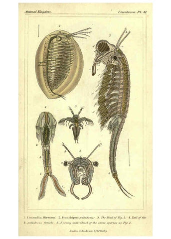 Reproducción/Reproduction 5987937484: The animal kingdom, arranged according to its organization London :G. Henderson,1834