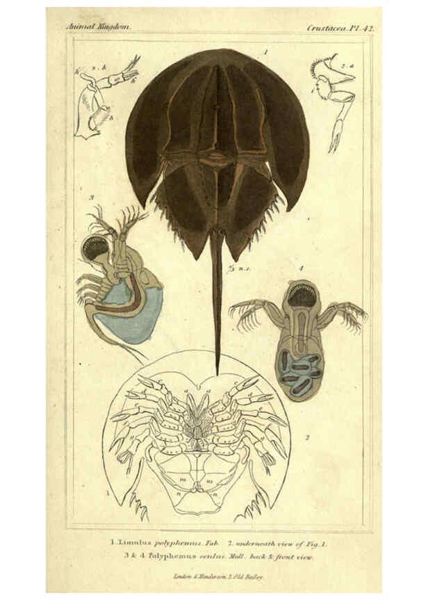 Reproducción/Reproduction 5987937854: The animal kingdom, arranged according to its organization London :G. Henderson,1834