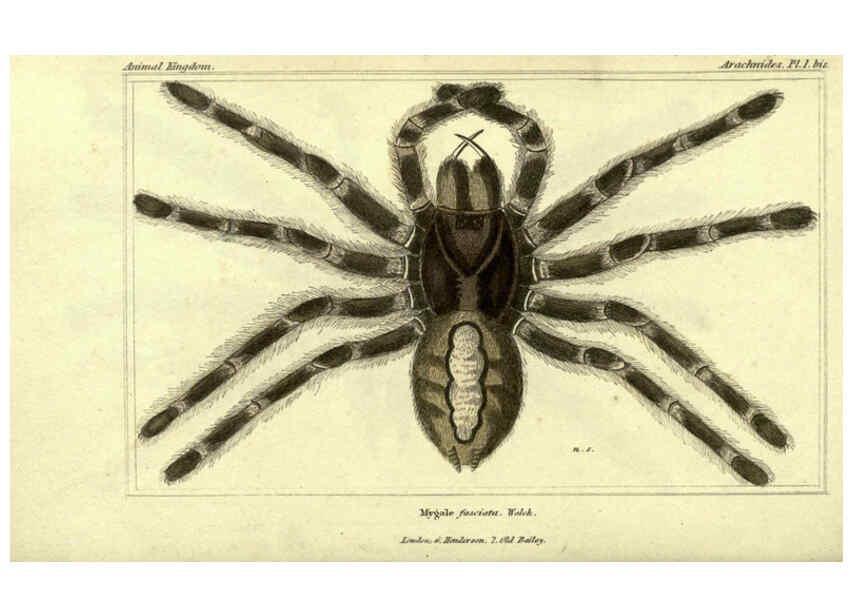 Reproducción/Reproduction 5987938372: The animal kingdom, arranged according to its organization London :G. Henderson,1834