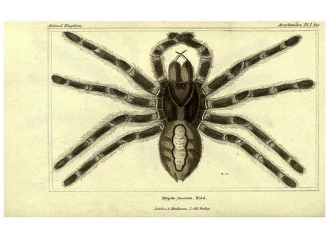 Reproducción/Reproduction 5987938372: The animal kingdom, arranged according to its organization London :G. Henderson,1834