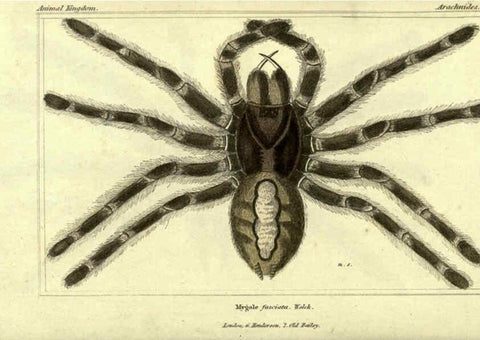 Reproducción/Reproduction 5987938372: The animal kingdom, arranged according to its organization London :G. Henderson,1834