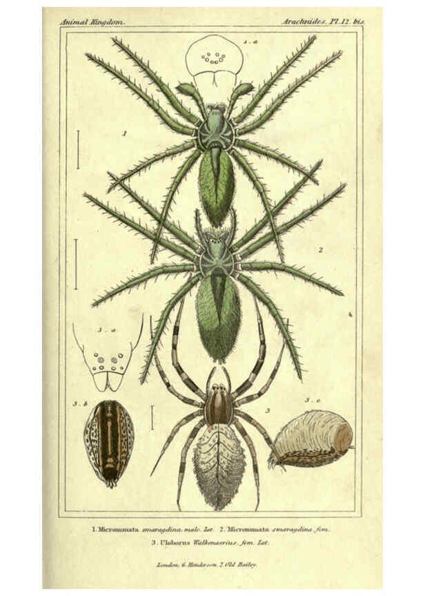 Reproducción/Reproduction 5987945932: The animal kingdom, arranged according to its organization London :G. Henderson,1834