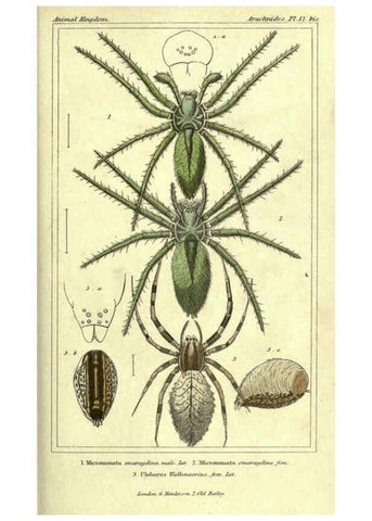 Reproducción/Reproduction 5987945932: The animal kingdom, arranged according to its organization London :G. Henderson,1834