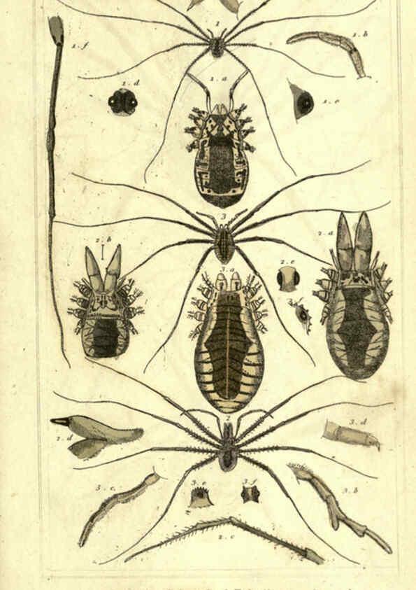 Reproducción/Reproduction 5987953444: The animal kingdom, arranged according to its organization London :G. Henderson,1834