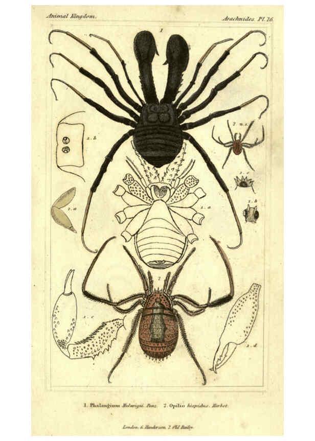 Reproducción/Reproduction 5987953834: The animal kingdom, arranged according to its organization London :G. Henderson,1834