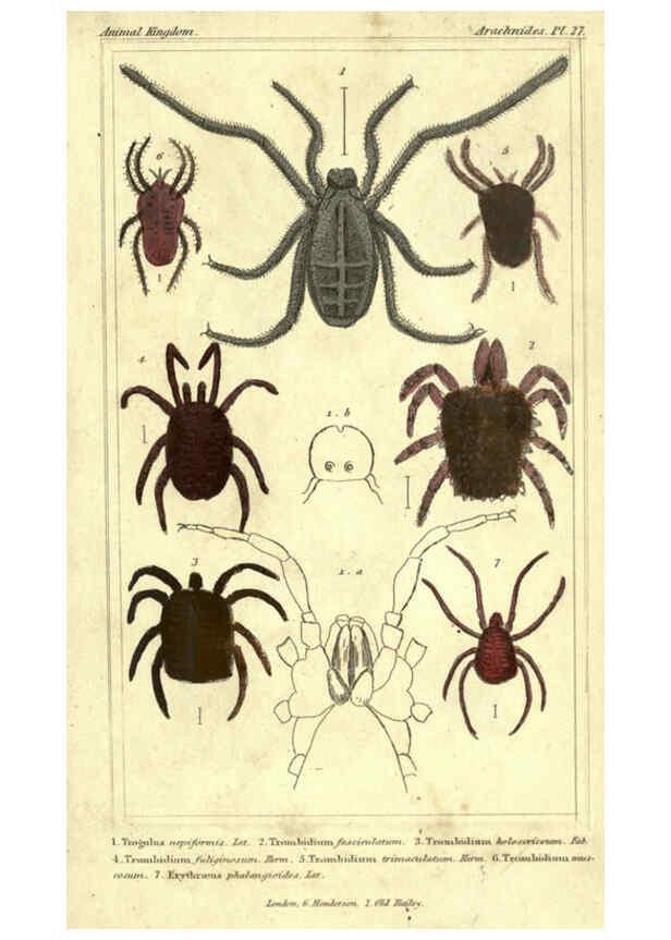 Reproducción/Reproduction 5987954438: The animal kingdom, arranged according to its organization London :G. Henderson,1834