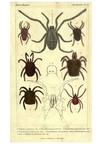 Reproducción/Reproduction 5987954438: The animal kingdom, arranged according to its organization London :G. Henderson,1834