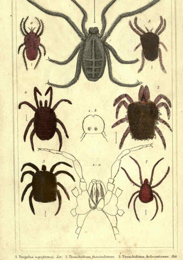 Reproducción/Reproduction 5987954438: The animal kingdom, arranged according to its organization London :G. Henderson,1834