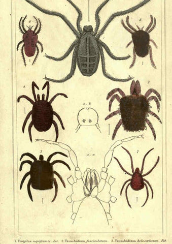 Reproducción/Reproduction 5987954438: The animal kingdom, arranged according to its organization London :G. Henderson,1834