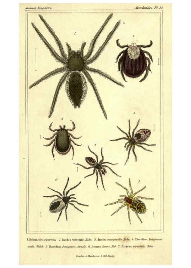 Reproducción/Reproduction 5987392647: The animal kingdom, arranged according to its organization London :G. Henderson,1834