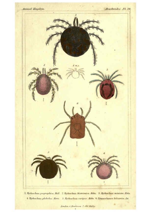 Reproducción/Reproduction 5987392891: The animal kingdom, arranged according to its organization London :G. Henderson,1834