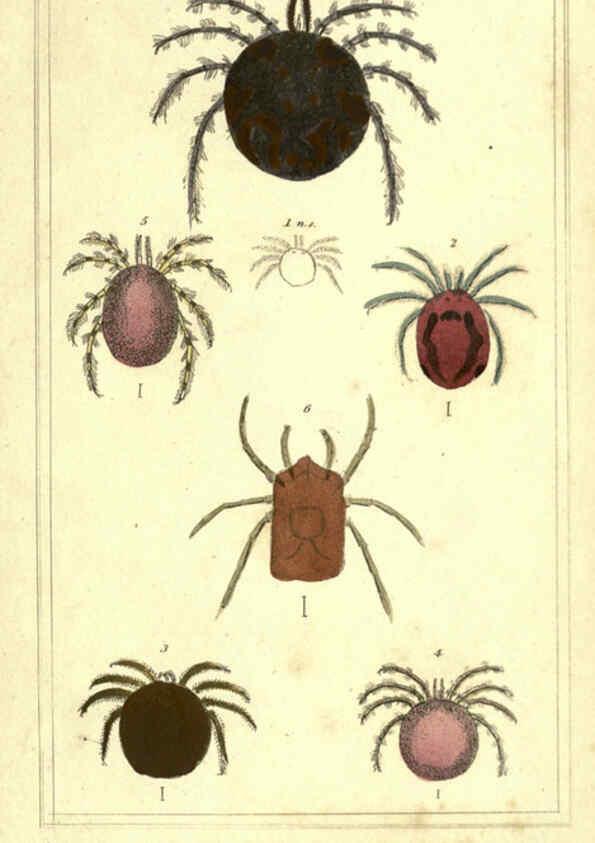 Reproducción/Reproduction 5987392891: The animal kingdom, arranged according to its organization London :G. Henderson,1834