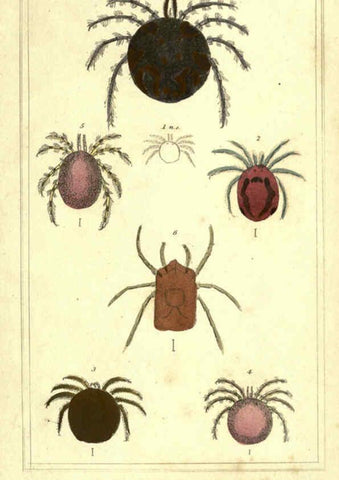 Reproducción/Reproduction 5987392891: The animal kingdom, arranged according to its organization London :G. Henderson,1834