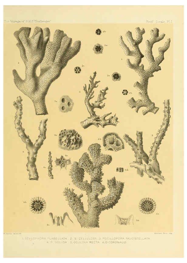 Reproducción/Reproduction 5987466033: Report on the reef-corals collected by H.M.S. Challenger during the years 1873-76 [London? :H.M.S.O.],1886