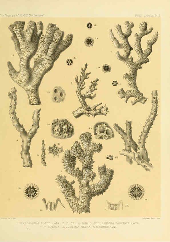 Reproducción/Reproduction 5987466033: Report on the reef-corals collected by H.M.S. Challenger during the years 1873-76 [London? :H.M.S.O.],1886
