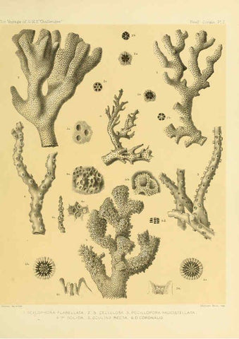 Reproducción/Reproduction 5987466033: Report on the reef-corals collected by H.M.S. Challenger during the years 1873-76 [London? :H.M.S.O.],1886