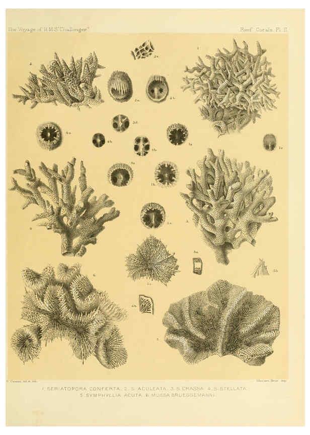 Reproducción/Reproduction 5988029468: Report on the reef-corals collected by H.M.S. Challenger during the years 1873-76 [London? :H.M.S.O.],1886