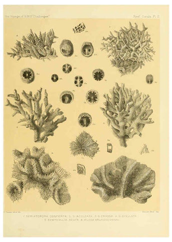 Reproducción/Reproduction 5988029468: Report on the reef-corals collected by H.M.S. Challenger during the years 1873-76 [London? :H.M.S.O.],1886