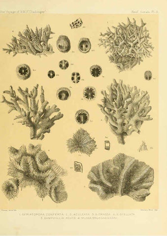Reproducción/Reproduction 5988029468: Report on the reef-corals collected by H.M.S. Challenger during the years 1873-76 [London? :H.M.S.O.],1886