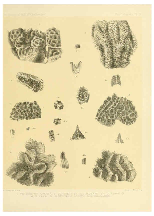 Reproducción/Reproduction 5988029752: Report on the reef-corals collected by H.M.S. Challenger during the years 1873-76 [London? :H.M.S.O.],1886