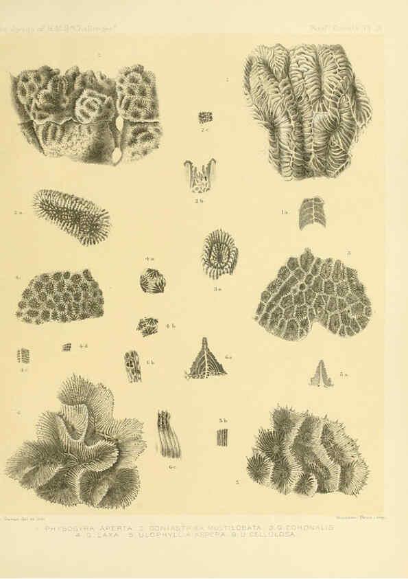 Reproducción/Reproduction 5988029752: Report on the reef-corals collected by H.M.S. Challenger during the years 1873-76 [London? :H.M.S.O.],1886