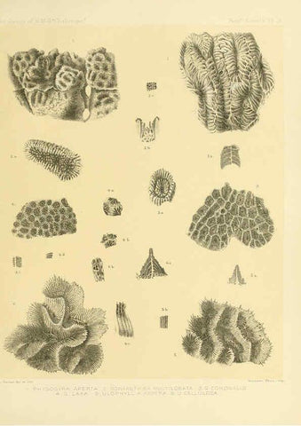 Reproducción/Reproduction 5988029752: Report on the reef-corals collected by H.M.S. Challenger during the years 1873-76 [London? :H.M.S.O.],1886