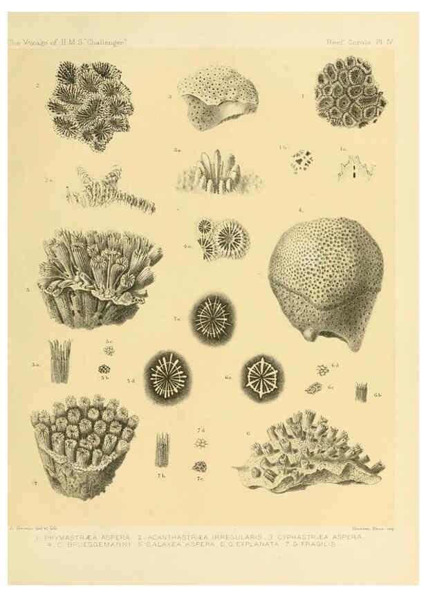 Reproducción/Reproduction 5987467003: Report on the reef-corals collected by H.M.S. Challenger during the years 1873-76 [London? :H.M.S.O.],1886