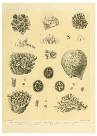 Reproducción/Reproduction 5987467003: Report on the reef-corals collected by H.M.S. Challenger during the years 1873-76 [London? :H.M.S.O.],1886