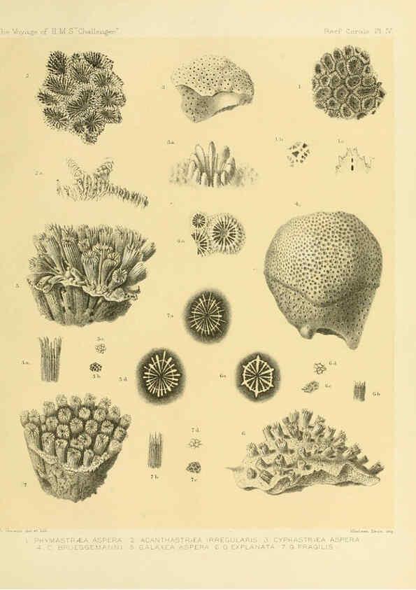 Reproducción/Reproduction 5987467003: Report on the reef-corals collected by H.M.S. Challenger during the years 1873-76 [London? :H.M.S.O.],1886