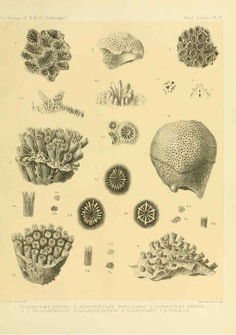 Reproducción/Reproduction 5987467003: Report on the reef-corals collected by H.M.S. Challenger during the years 1873-76 [London? :H.M.S.O.],1886