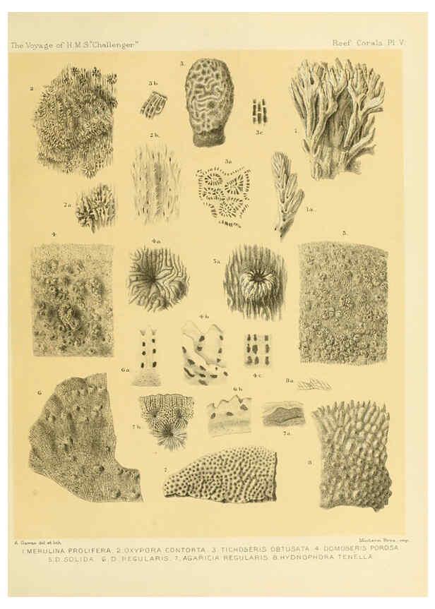 Reproducción/Reproduction 5987467227: Report on the reef-corals collected by H.M.S. Challenger during the years 1873-76 [London? :H.M.S.O.],1886
