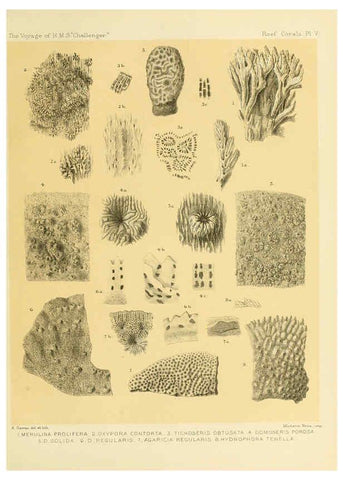 Reproducción/Reproduction 5987467227: Report on the reef-corals collected by H.M.S. Challenger during the years 1873-76 [London? :H.M.S.O.],1886