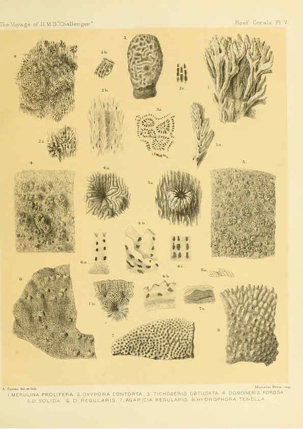 Reproducción/Reproduction 5987467227: Report on the reef-corals collected by H.M.S. Challenger during the years 1873-76 [London? :H.M.S.O.],1886