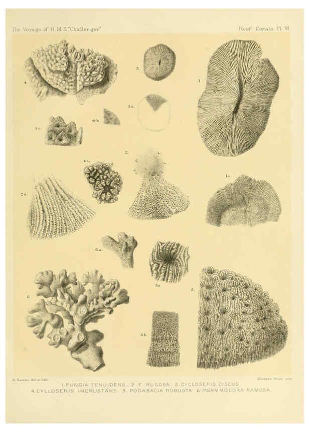 Reproducción/Reproduction 5988030620: Report on the reef-corals collected by H.M.S. Challenger during the years 1873-76 [London? :H.M.S.O.],1886