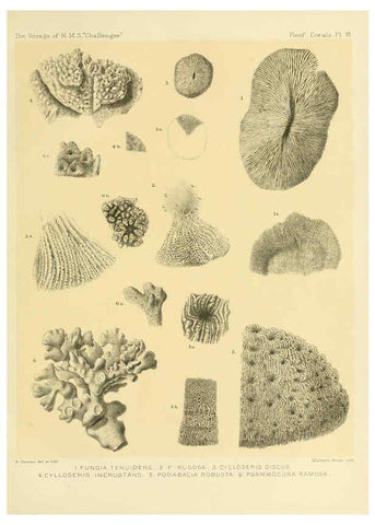 Reproducción/Reproduction 5988030620: Report on the reef-corals collected by H.M.S. Challenger during the years 1873-76 [London? :H.M.S.O.],1886