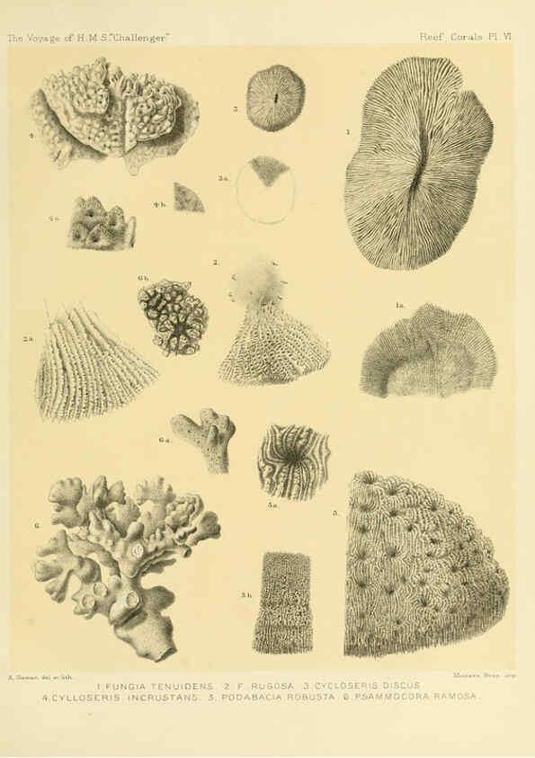 Reproducción/Reproduction 5988030620: Report on the reef-corals collected by H.M.S. Challenger during the years 1873-76 [London? :H.M.S.O.],1886