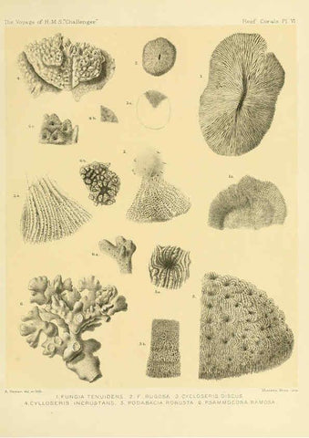 Reproducción/Reproduction 5988030620: Report on the reef-corals collected by H.M.S. Challenger during the years 1873-76 [London? :H.M.S.O.],1886