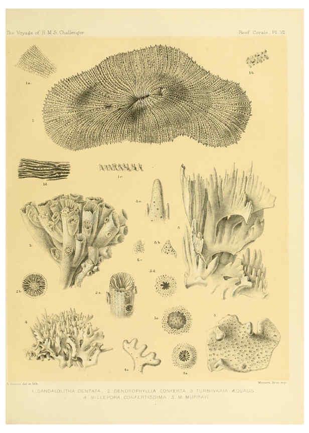 Reproducción/Reproduction 5988030820: Report on the reef-corals collected by H.M.S. Challenger during the years 1873-76 [London? :H.M.S.O.],1886