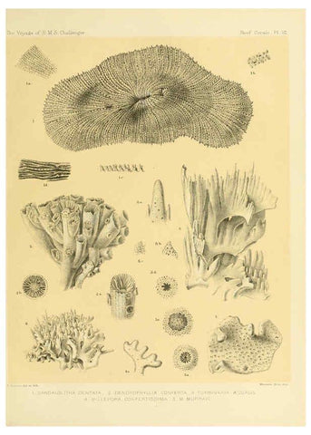 Reproducción/Reproduction 5988030820: Report on the reef-corals collected by H.M.S. Challenger during the years 1873-76 [London? :H.M.S.O.],1886