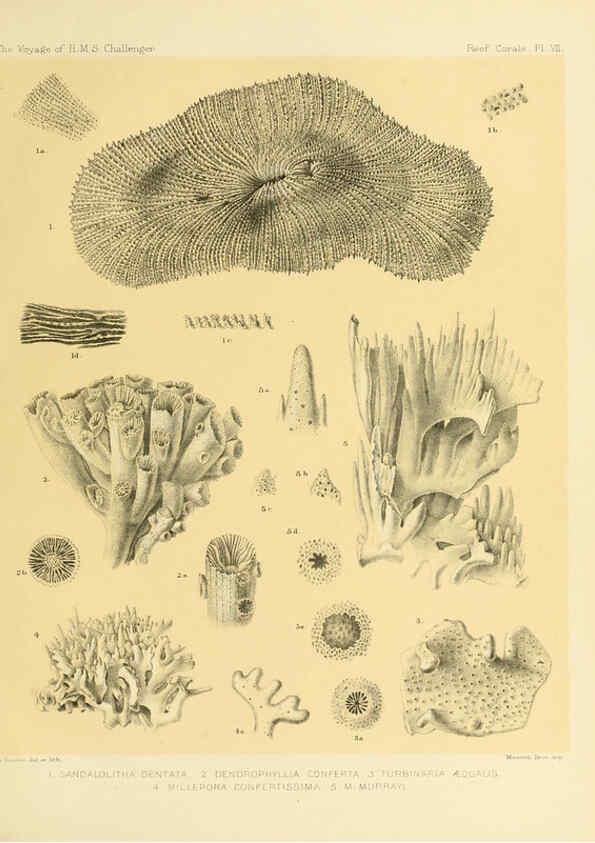 Reproducción/Reproduction 5988030820: Report on the reef-corals collected by H.M.S. Challenger during the years 1873-76 [London? :H.M.S.O.],1886